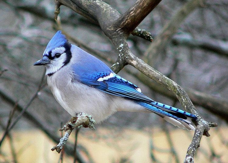 Do Blue Jays Eat Other Birds The Answer May Surprise You