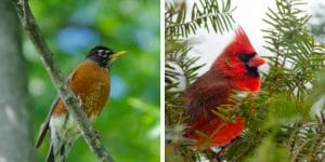 Red Robin Vs Cardinal Learn The Differences Birdwatching Buzz