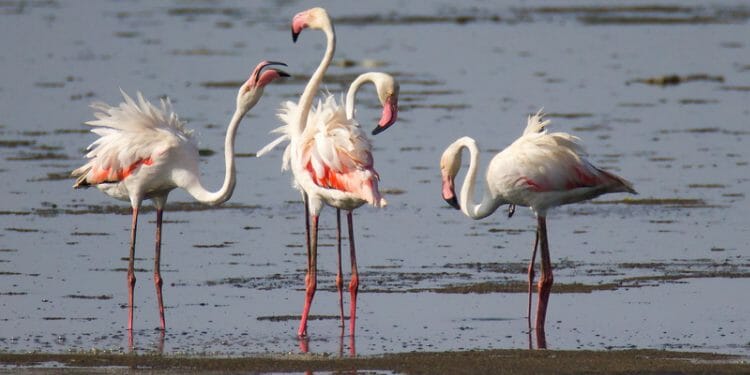 Beautiful Beach Birds Commonly Found In Florida Birdwatching Buzz