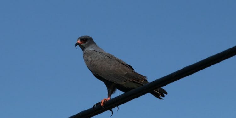 Species Of Black Bird Commonly Found In Florida Birdwatching Buzz