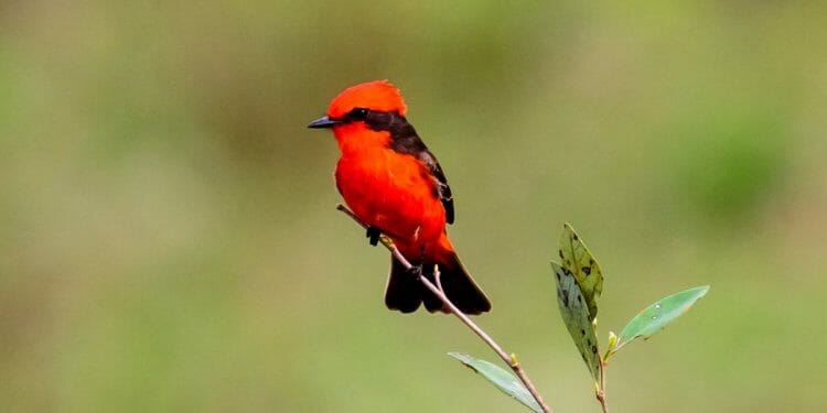 Birds With Red Heads And Where To Find Them Pictures Guide