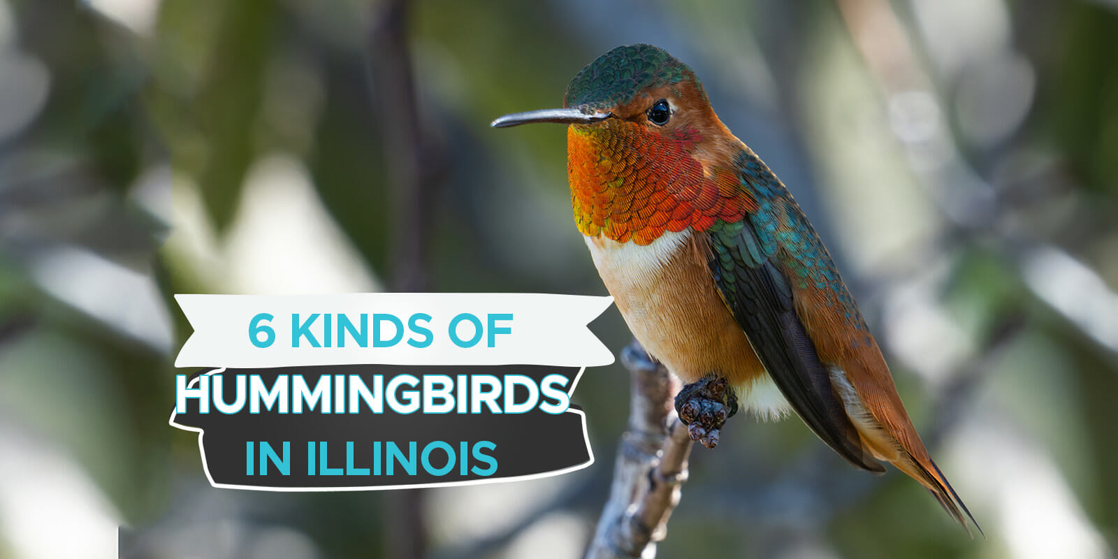 Kinds Of Hummingbirds In Illinois Sure To Charm You Birdwatching Buzz