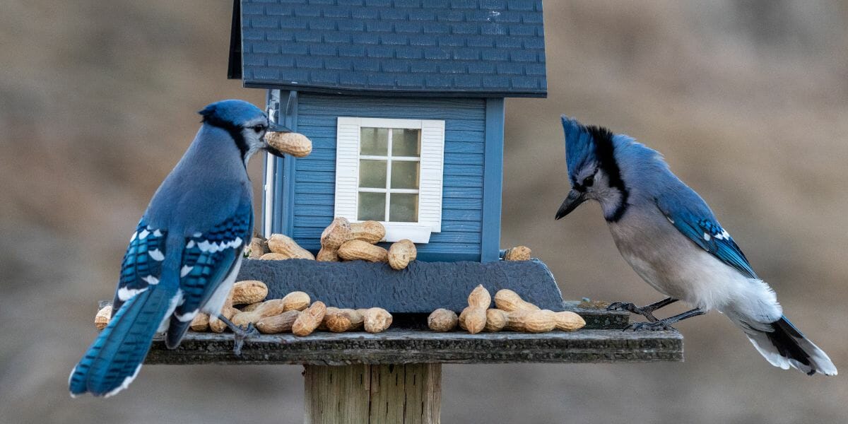 19 Fascinating Facts About Blue Jays Birdwatching Buzz