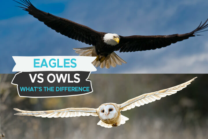 Eagle Vs Owl What The Difference And How To Identify Them