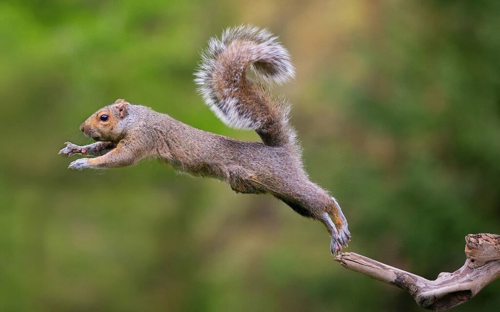 How Far Can a Squirrel Jump? Birdwatching Buzz