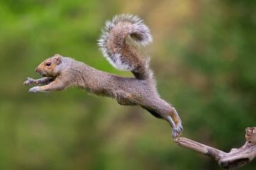 how far can a squirrel jump