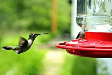 how to keep ants out of your hummingbird feeder