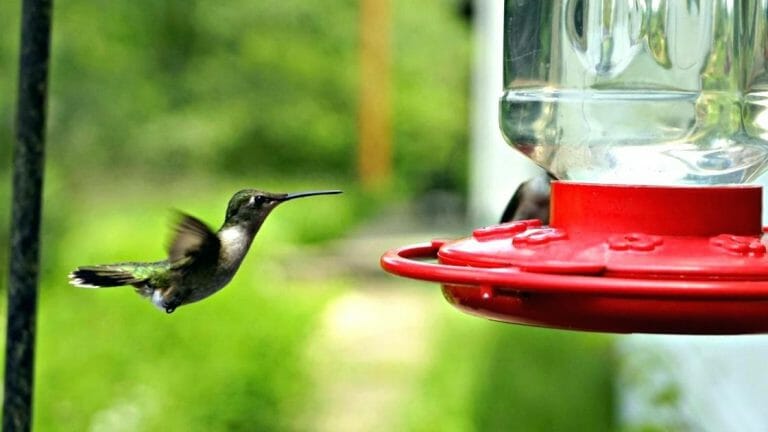 How to Keep Ants Out Of Your Hummingbird Feeder - Birdwatching Buzz