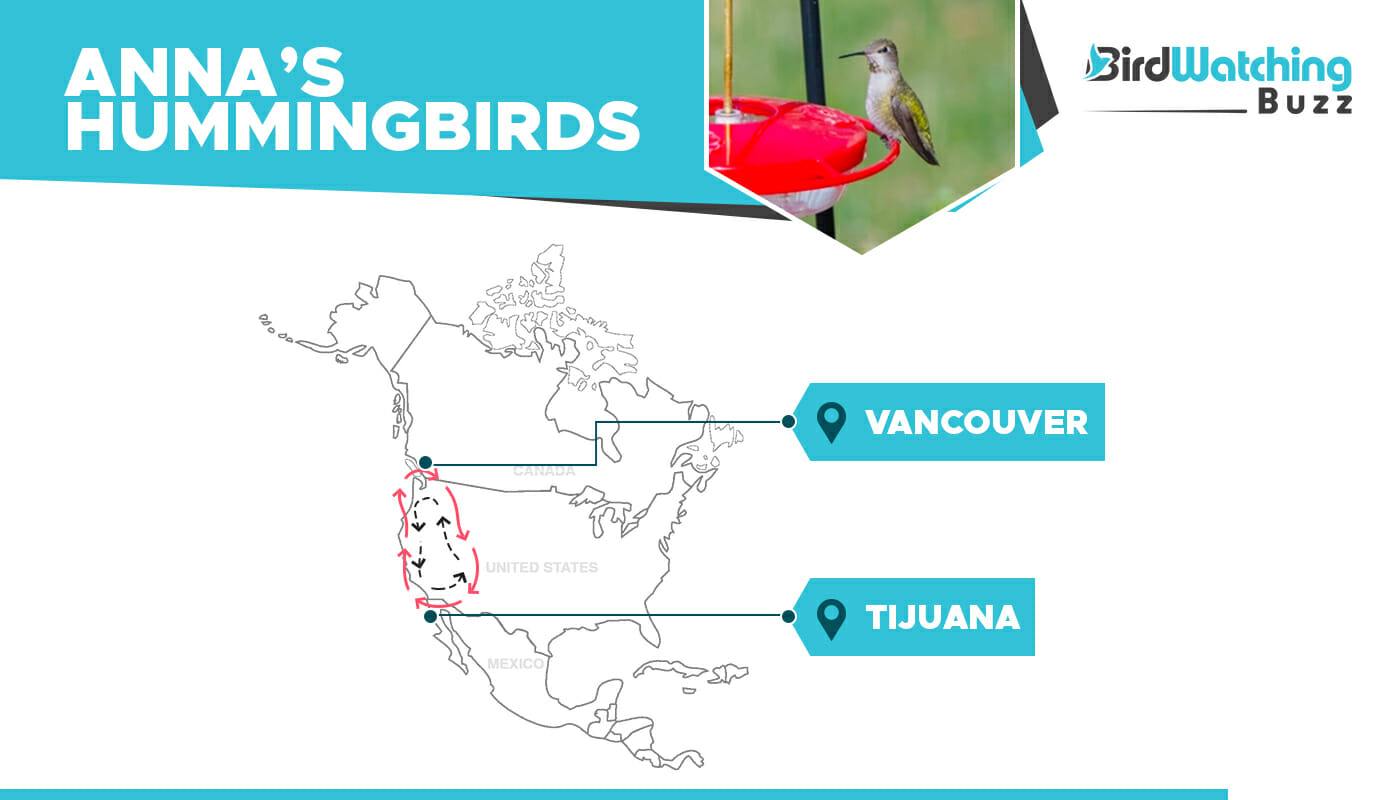 When Do Hummingbirds Migrate? Birdwatching Buzz