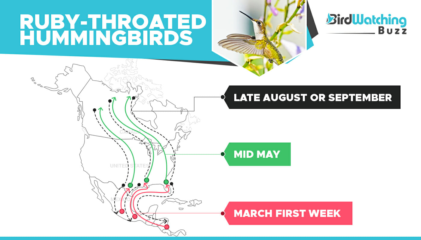 Ruby Throated Hummingbird migration