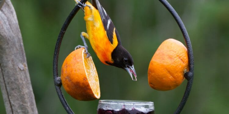 attract orioles with orange halves