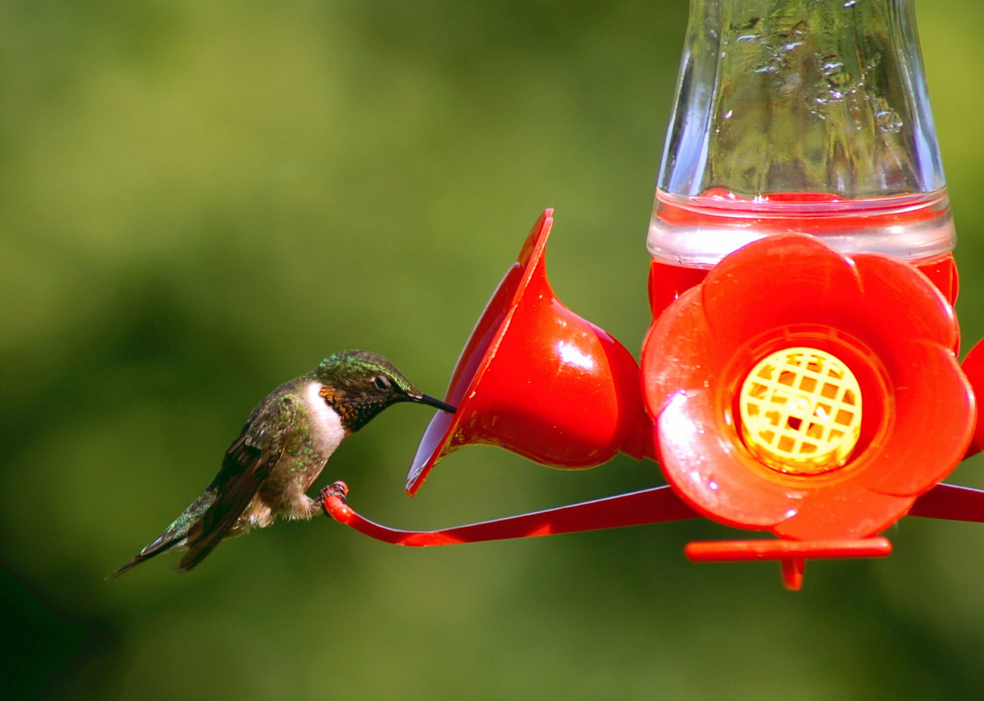 More Birds Hummingbird Feeder with 5 Feeding Stations Jersey Cow Milk Bottle-St 