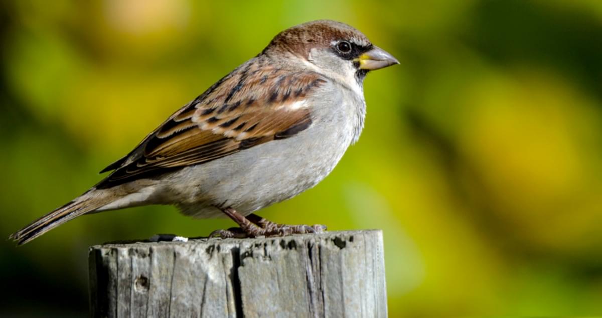 moineau domestique