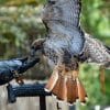 how big is a red tailed hawk