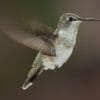 how long do hummingbirds live