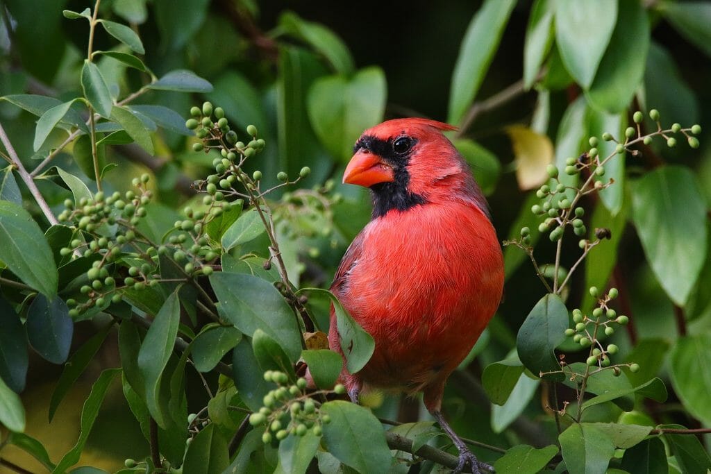 What State Has The Cardinal As The State Bird