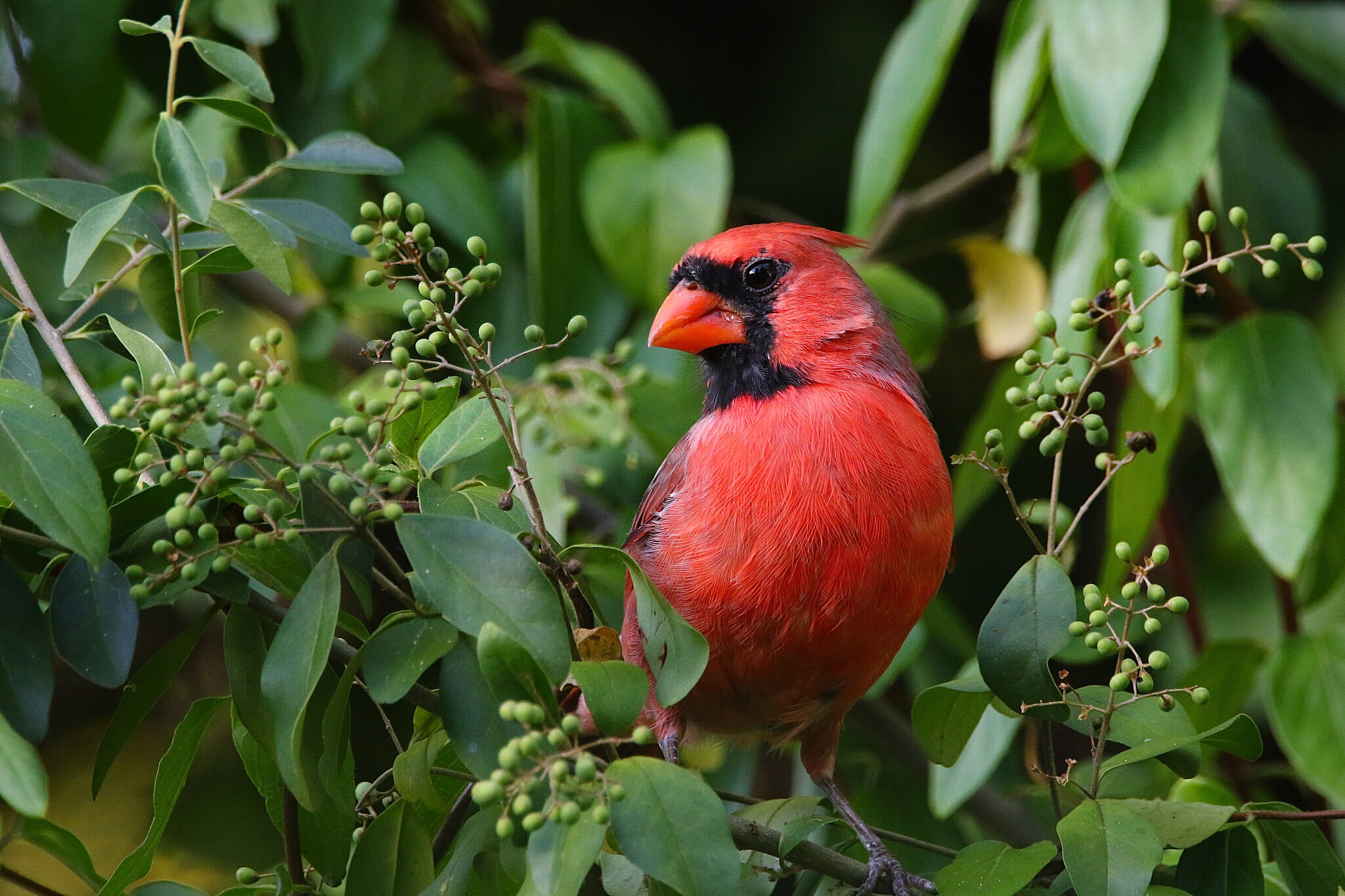 west virginia state flower and bird