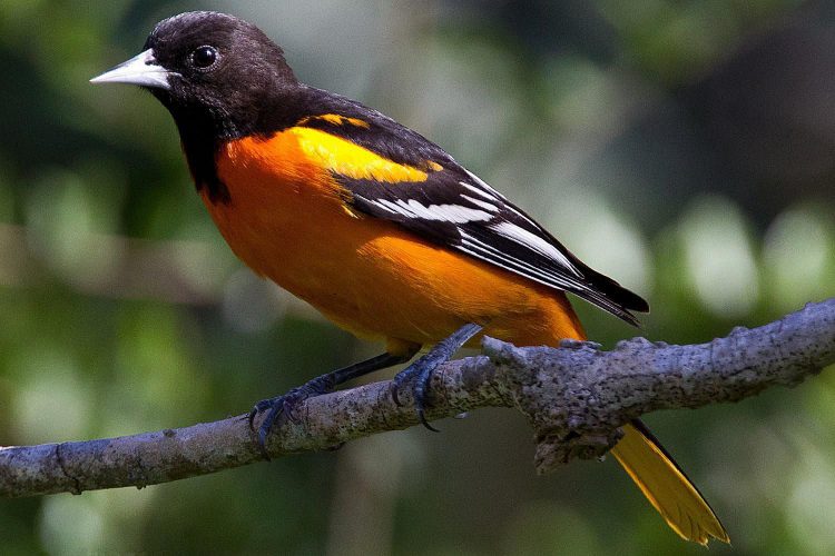 Orchard Oriole vs Baltimore Oriole: How Do They Compare - Birdwatching Buzz