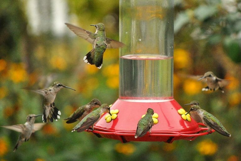 Best Hummingbird Feeder [2022's Top 10 Feeders Reviewed] Birdwatching