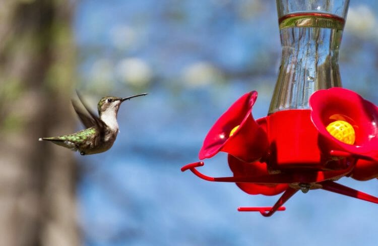 ratio sugar water hummingbird