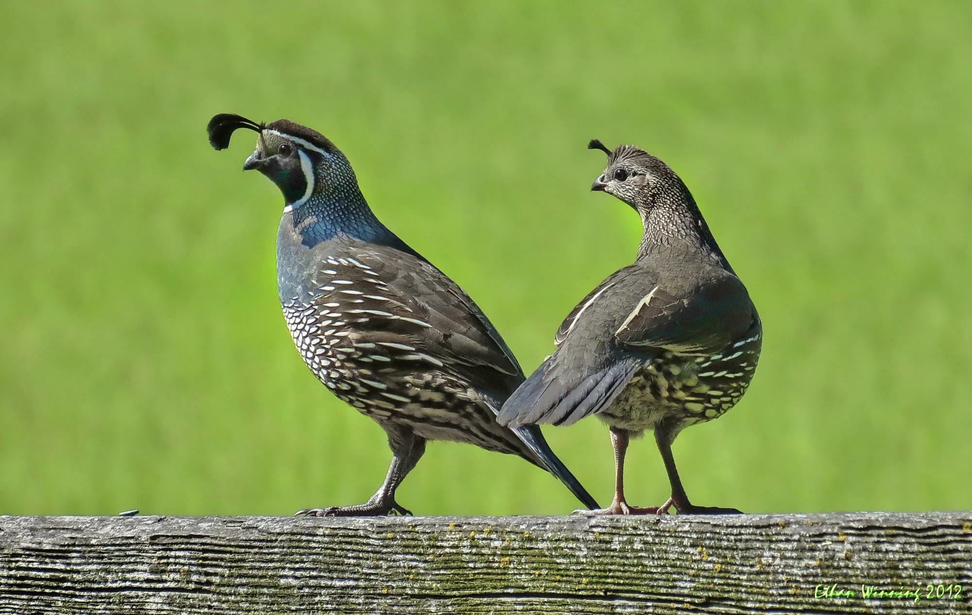 quel est l'oiseau d'état de Californie