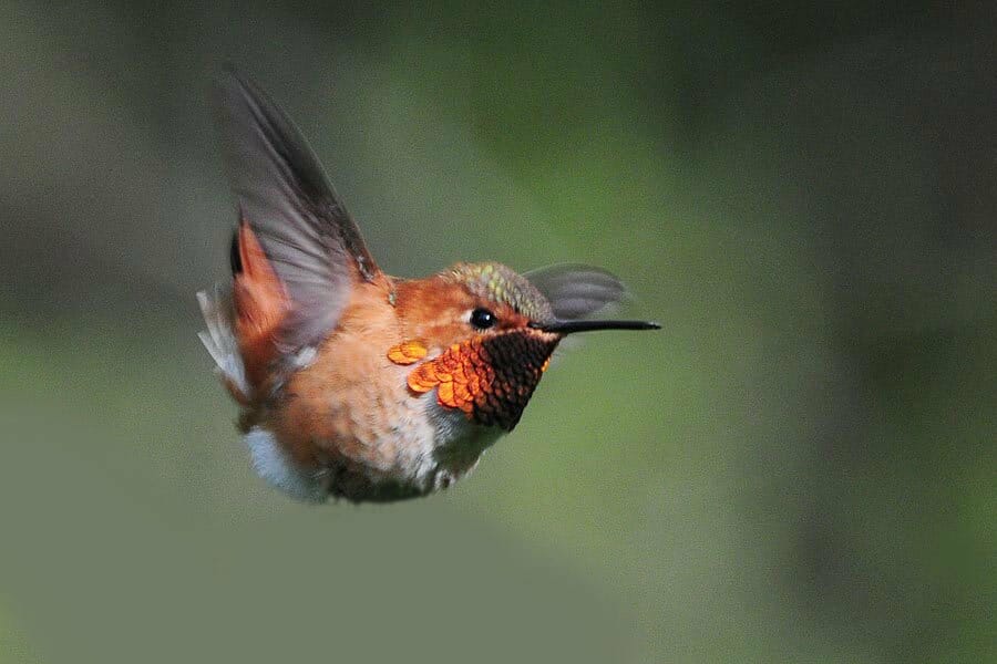 When Do Hummingbirds Migrate? Birdwatching Buzz