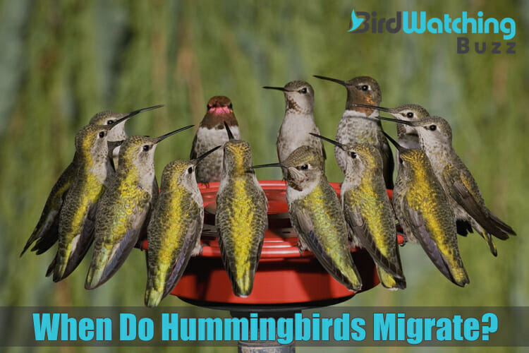 when do hummingbirds migrate