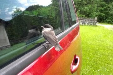 why do birds always peck on windows