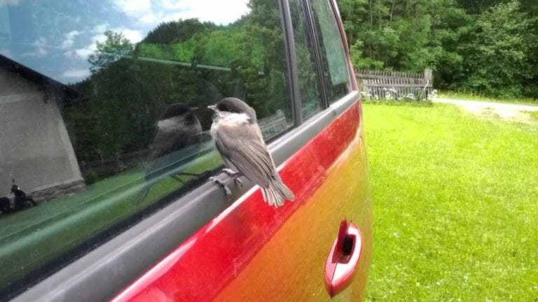 Why Do Birds Always Peck On Windows Birdwatching Buzz Why do birds always peck on windows birdwatching buzz