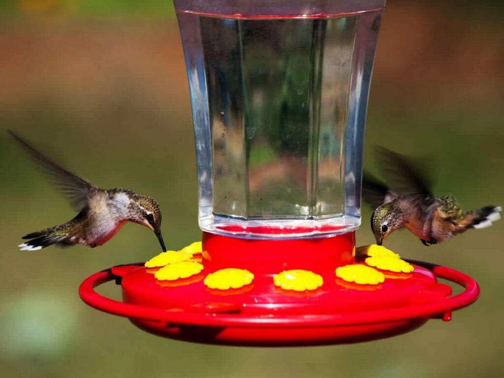 best hummingbird feeder location