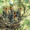 why do mother birds abandon their babies