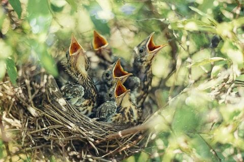 Why do mother birds abandon their babies