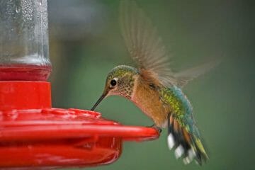 why is hummingbird food red