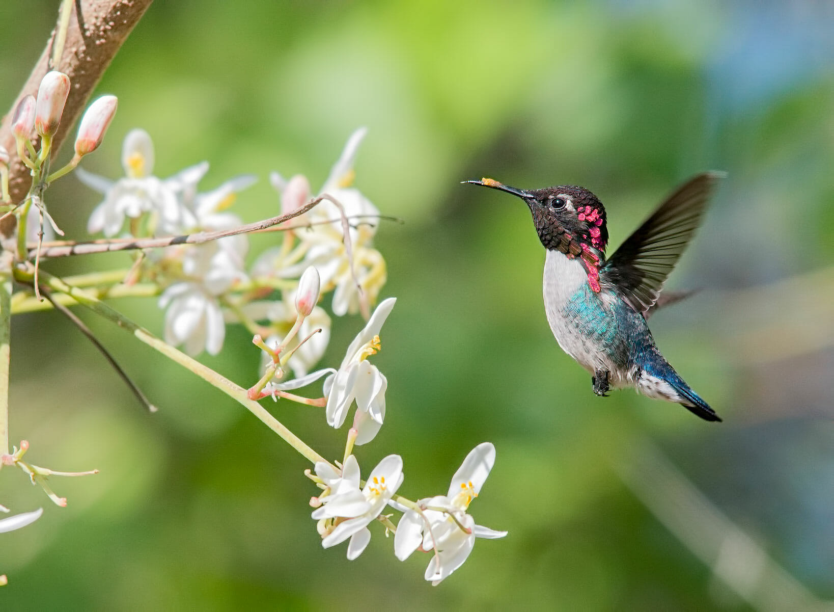 Where Do Hummingbirds Come From? - Birdwatching Buzz