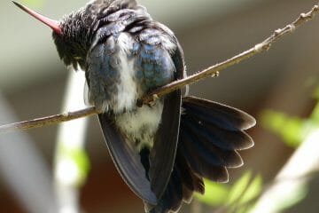 how often do hummingbirds sleep