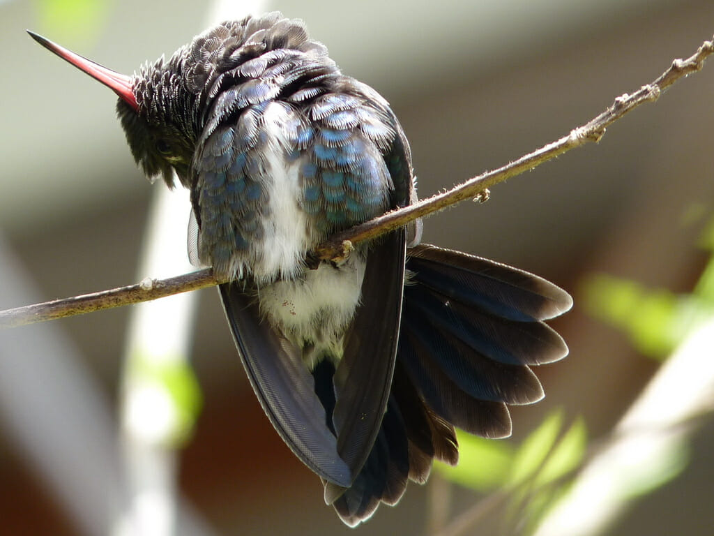 How Often Do Hummingbirds Sleep? 