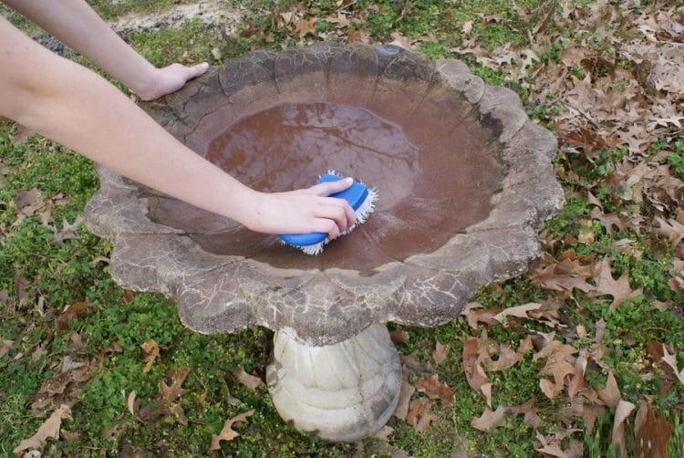 How To Keep Bird Bath Water Clean Naturally Birdwatching Buzz
