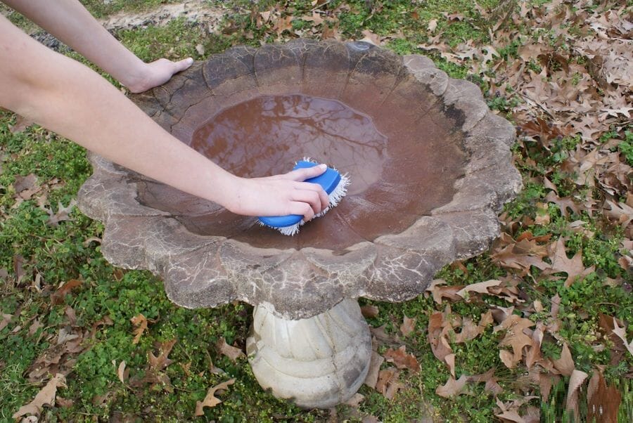 how to keep bird bath water clean naturally