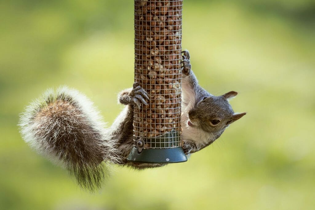 bird seed that repels squirrels