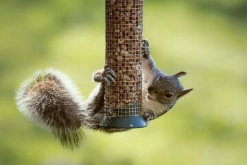 what can you put in bird seed to keep squirrels away