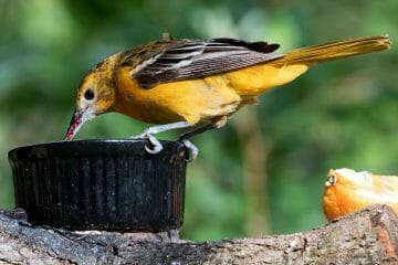 what should you feed orioles