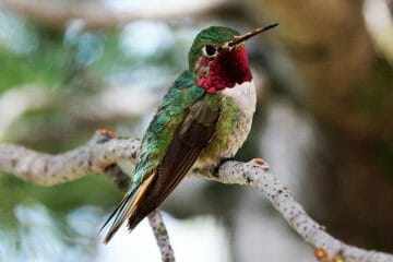 where do hummingbirds come from