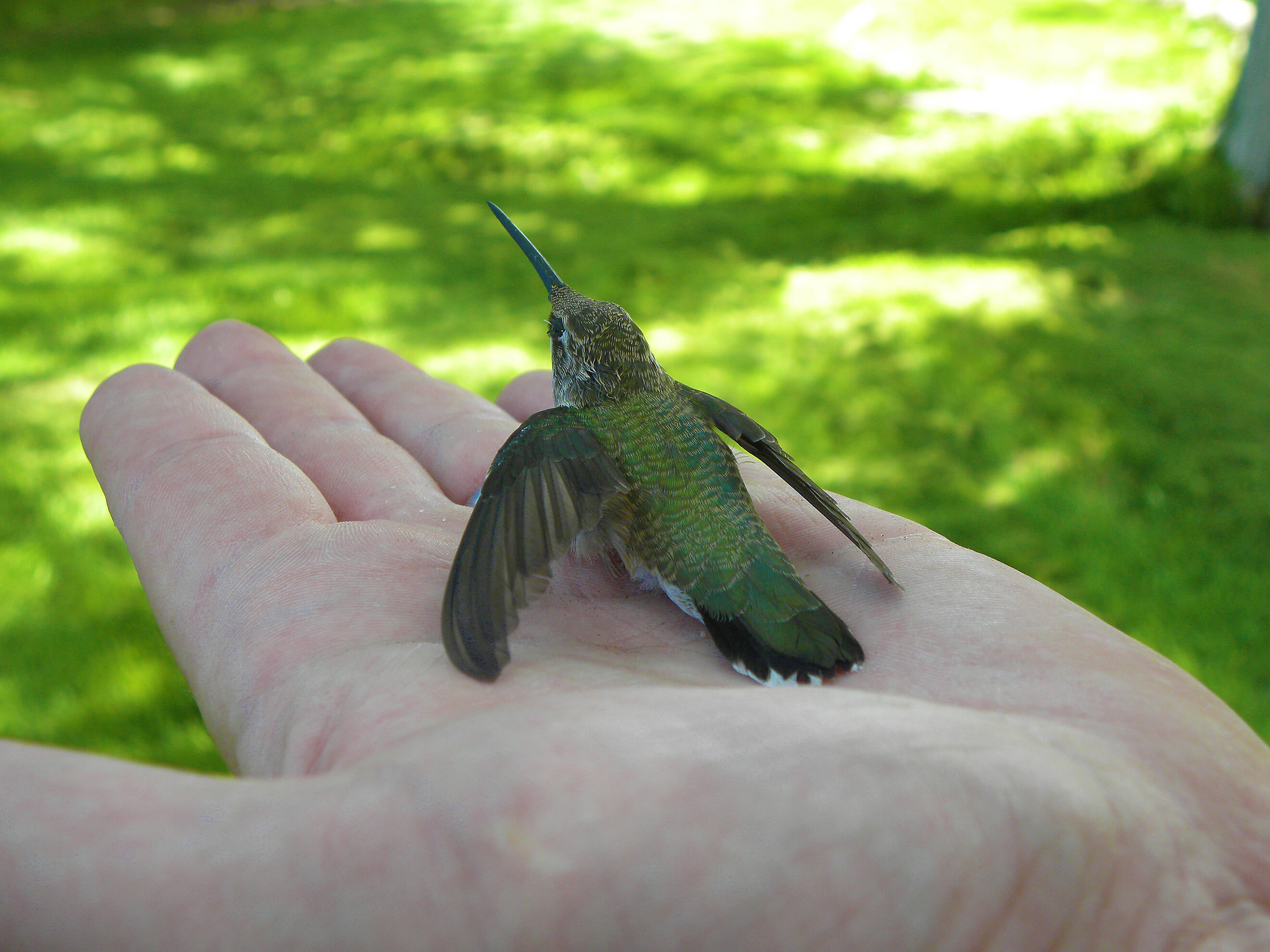 baby hummingbird