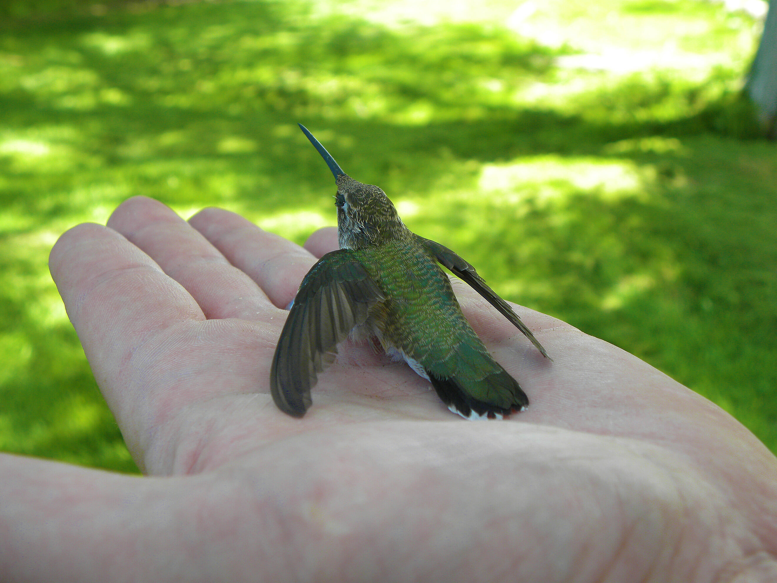 Hummingbird Babies Size