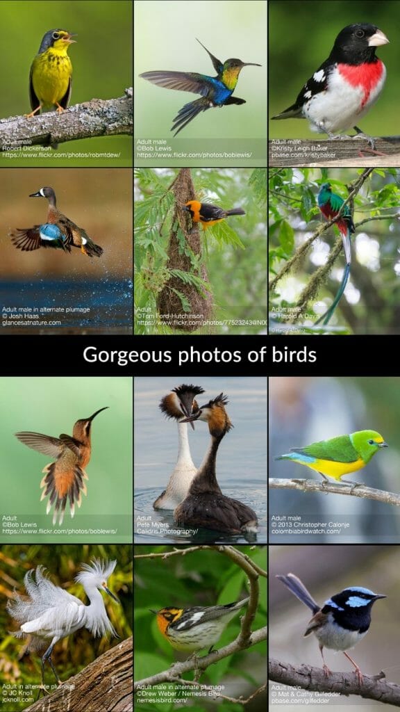 Best Birding Apps [The Birdwatchers Guide For 2022] Birdwatching Buzz