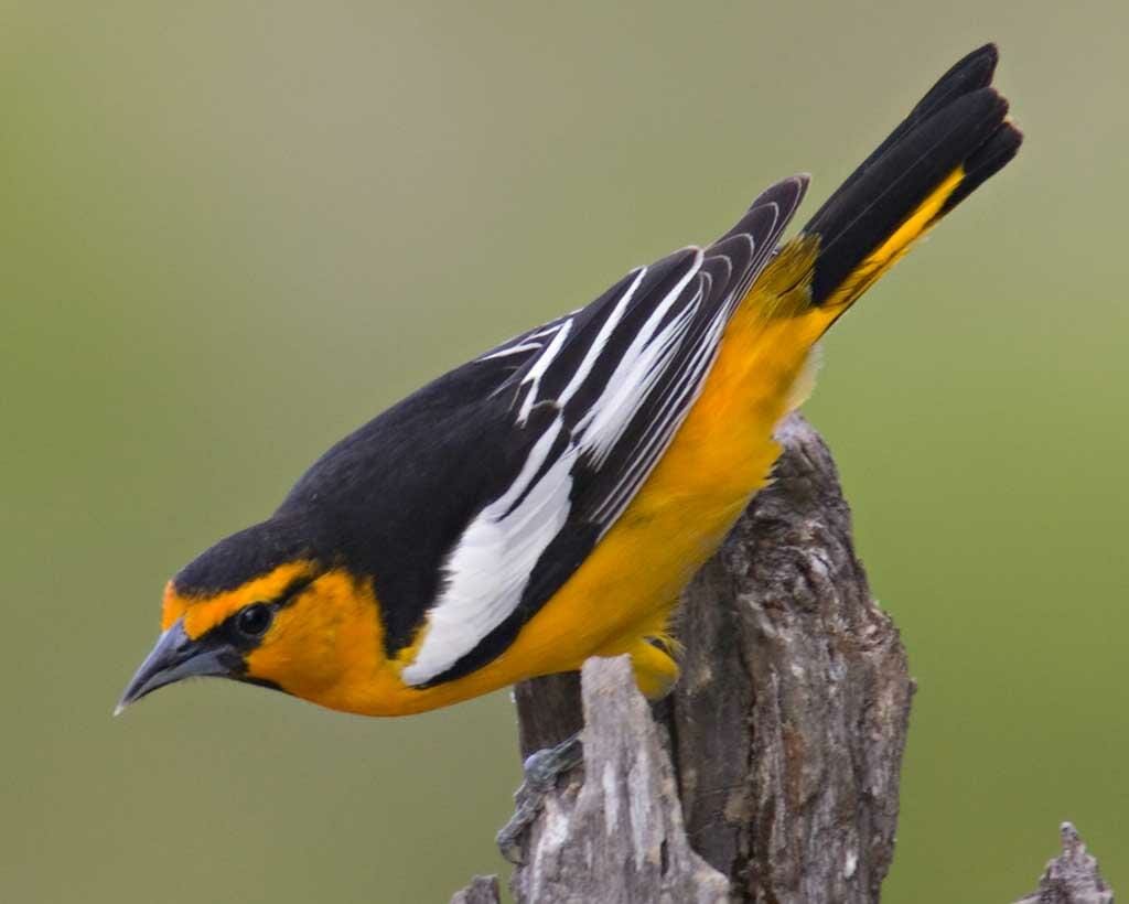 When Do Orioles Migrate North? - Birdwatching Buzz