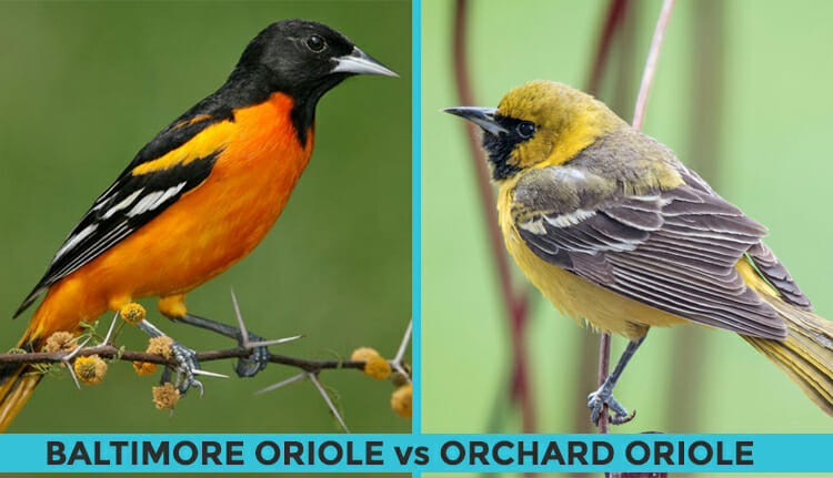 Orchard Oriole Vs Baltimore Oriole How Do They Compare Birdwatching Buzz orchard-oriole-vs-baltimore-oriole-how-do-they-compare-birdwatching-buzz