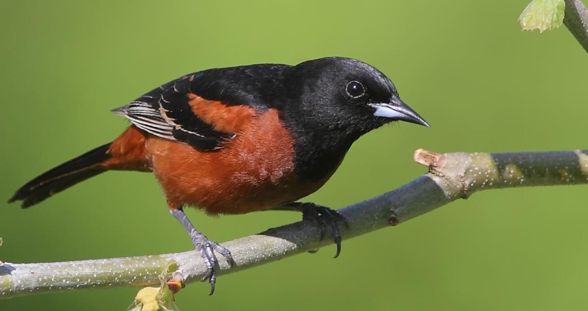 Orchard Oriole Vs Baltimore Oriole How Do They Compare Birdwatching Buzz