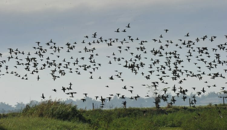 When Do Orioles Migrate North? - Birdwatching Buzz