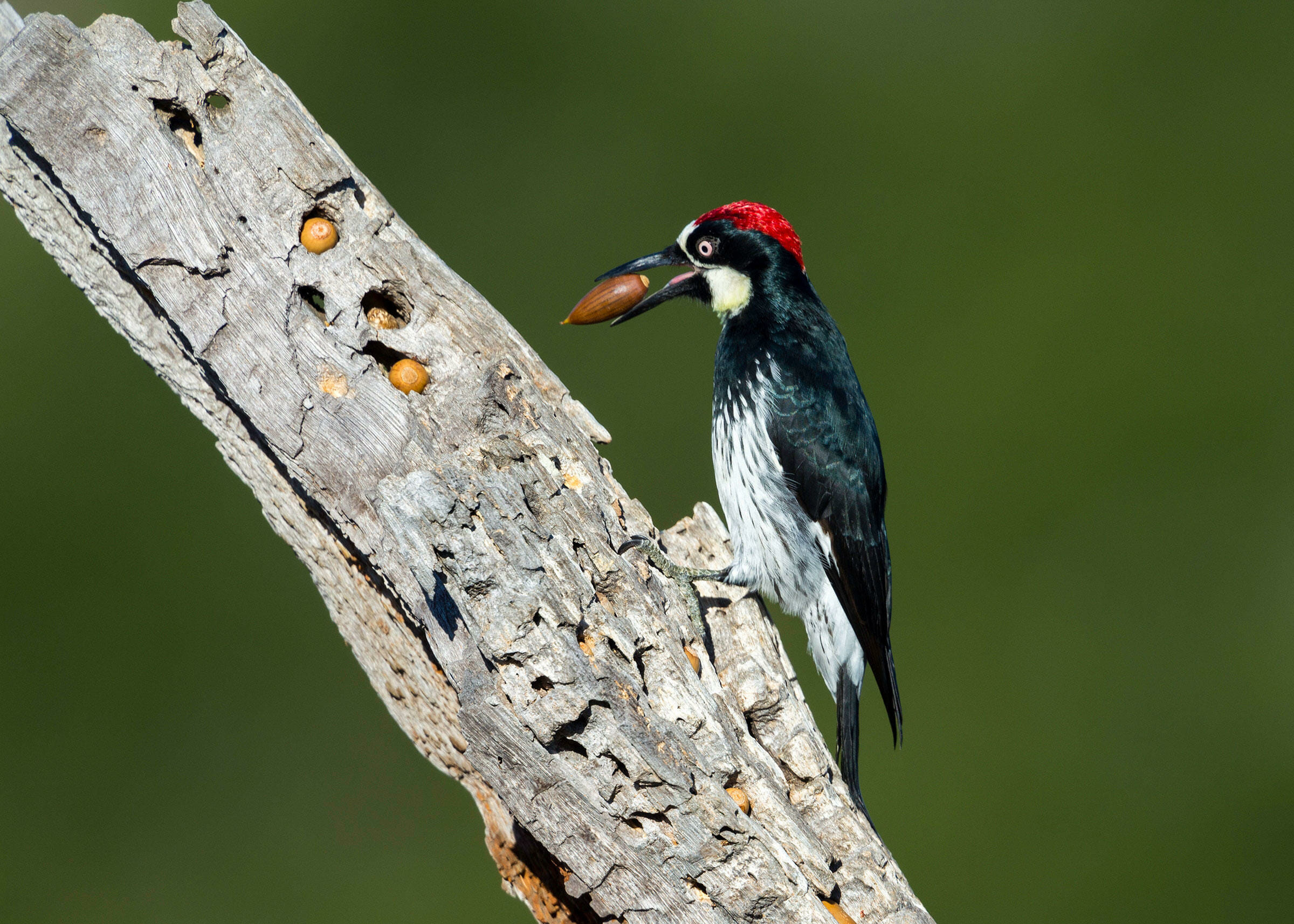 natural enrichment for acorn woodpecker
